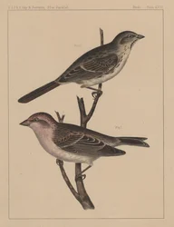 Vogels, plaat XXVII